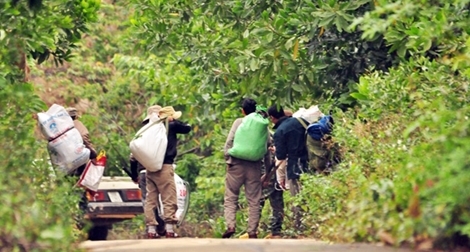 Nhiều công nhân được thuê “tàn phá” rừng Sơn Trà